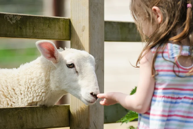 Child feeding sheep at Surrey Docks Farm