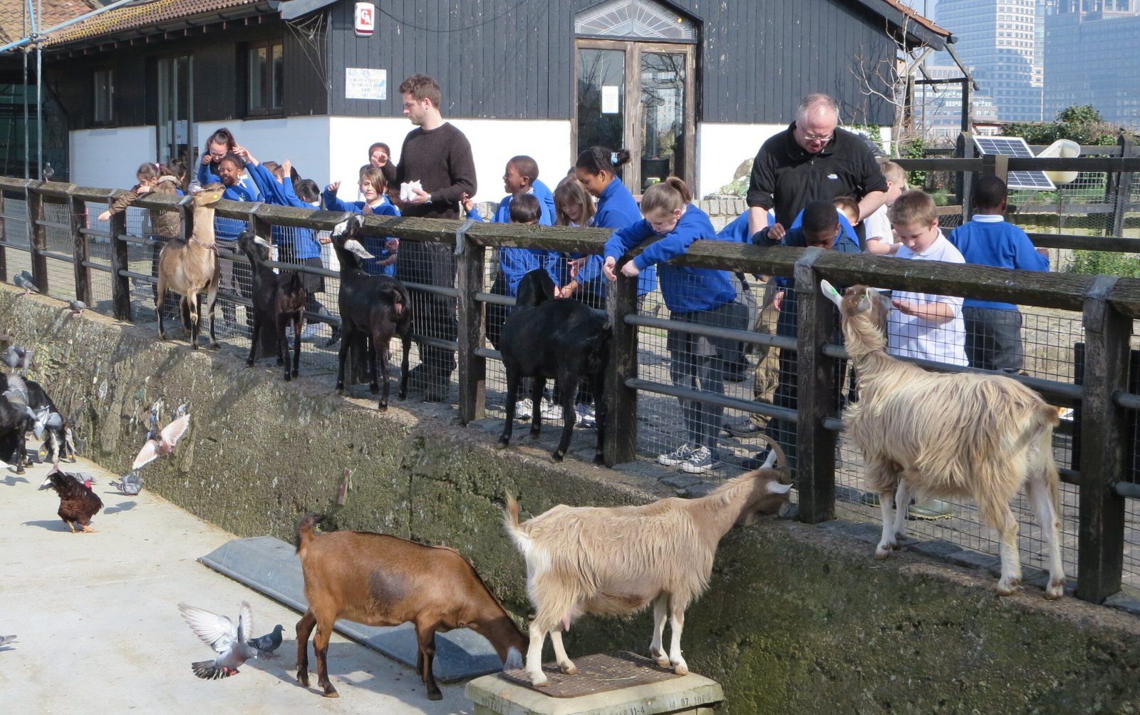 Children learning at Surrey Docks Farm